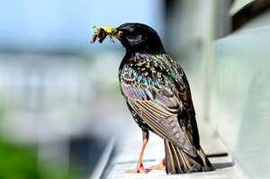 Kopie - DSC_8573.JPG