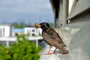 Kopie - DSC_8427.JPG