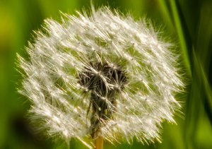 100% Cropb_1600x1125.jpg