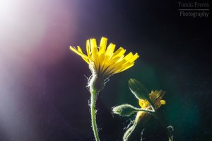 DSC_0067b_1600x1060.jpg DSC_0067b_1600x1060.jpg