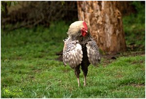 comp_Sir Henry 1.jpg