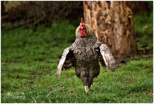 comp_Sir Henry 2.jpg