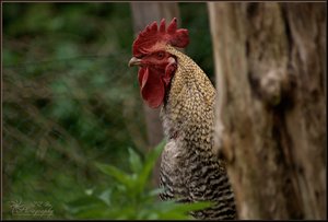 comp_Sir Henry 3.jpg