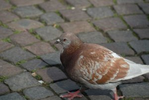 taube1.JPG taube1.JPG