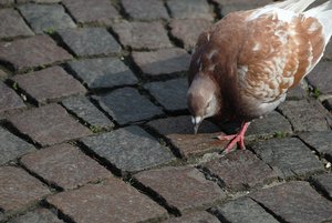 taube2.JPG taube2.JPG