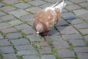 taube3.JPG taube3.JPG