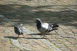 taube4.JPG taube4.JPG