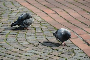 taube5.JPG taube5.JPG