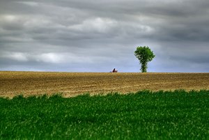 Raps und Baum 500 kbBaumwiese 500 kb  Baumwiese1 HDR.jpg