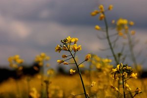 Raps und Baum 500 kbRaps 1.jpg