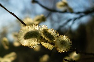 SDIM1764.jpg SDIM1764.jpg