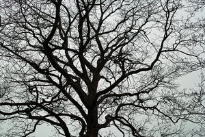 SDIM2309.jpg SDIM2309.jpg