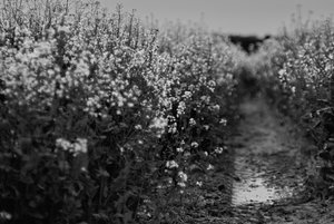 Bilderforum SDIM9288 SD15 + Jupiter 9 85mm sw (c) PPf.jpg