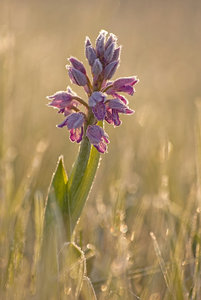 comp_Helmknabenjarut_Frostig2.jpg comp_Helmknabenjarut_Frostig2.jpg