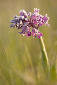 comp_Helmknabenkarur_Frostig.jpg comp_Helmknabenkarur_Frostig.jpg