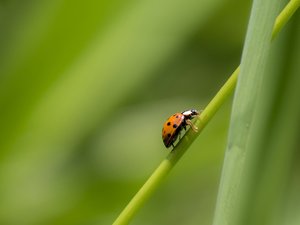 500-Marienkäfer2.jpg