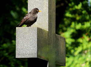 Amsel1000.jpg