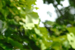 Opfer vom Spinnenfaden..JPG