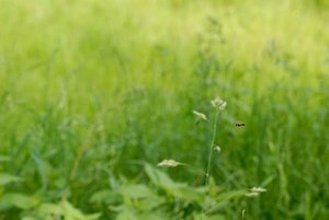 in Vorbeiflug erwischt.JPG