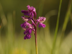 2012-05-13 080a.jpg 2012-05-13 080a.jpg