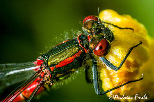 SDIM5966.jpg SDIM5966.jpg