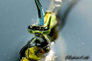 SDIM6006.jpg SDIM6006.jpg