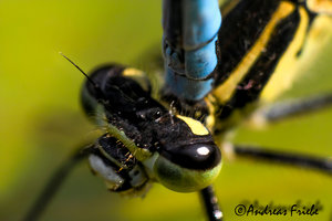 SDIM6047-Bearbeitet-2.jpg SDIM6047-Bearbeitet-2.jpg