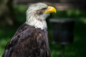 Weißkopfseeadler 01 .jpg