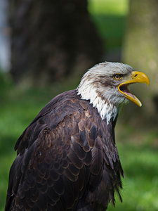 Weißkopfseeadler 02 .jpg