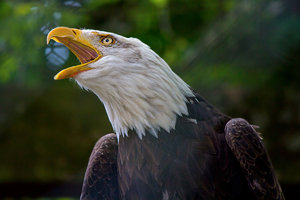 Weißkopfseeadler 03.jpg