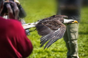 Weißkopfseeadler im Flug 01 .jpg