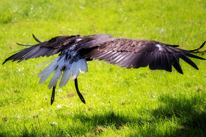 Weißkopfseeadler im Flug 02 .jpg