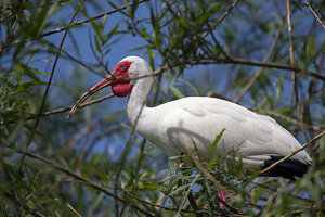 Weißer Sichler .jpg