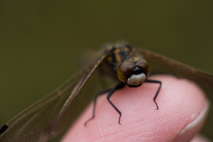 20100514-Depri-VR2_0099k.jpg 20100514-Depri-VR2_0099k.jpg