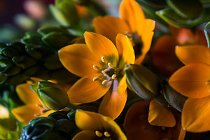 Ornithogalum 01.jpg