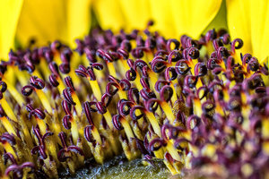 Sonnenblume innen.jpg