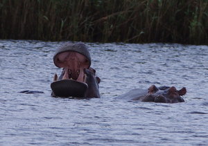 IMGP2125-001.JPG IMGP2125-001.JPG