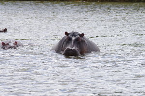 IMGP2135.JPG IMGP2135.JPG