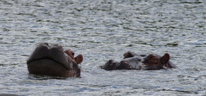 IMGP2140-001.JPG IMGP2140-001.JPG