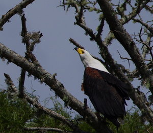 IMGP2178.JPG IMGP2178.JPG