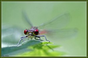 Sample 36.jpg Sample 36.jpg