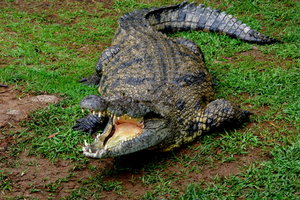 IMGP5568-001.JPG IMGP5568-001.JPG