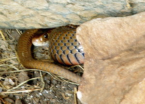 IMGP5597.JPG IMGP5597.JPG