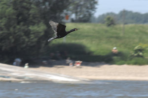 vorlandung.jpg vorlandung.jpg