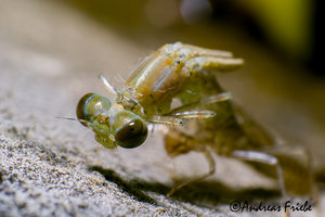 SDIM6210.jpg SDIM6210.jpg