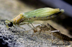 SDIM6232.jpg SDIM6232.jpg