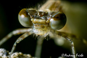 SDIM6176.jpg SDIM6176.jpg