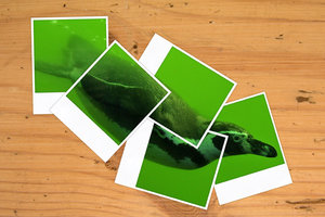 Pinguin Polaroid 500px.jpg