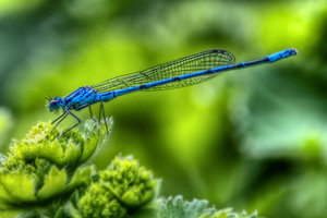 Stablibelle blau.jpg Stablibelle blau.jpg