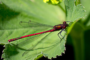 Stablibelle rot - 02.jpg Stablibelle rot - 02.jpg